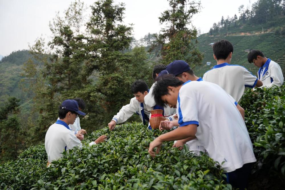师生体验采茶